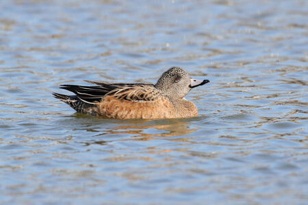 American Wigeon (Anas americana) swimming in the oceanの写真素材