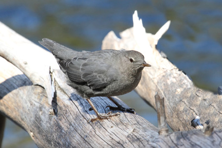 American Dipper (Cinclus mexicanus) in Yellowstone National Parkの写真素材