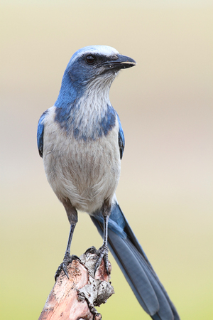 Endangered Florida Scrub-Jay (Aphelocoma coerulescens) perched on a branchの写真素材