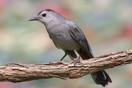 Gray Catbird (Dumetella carolinensis) with a colorful backgroundの写真素材