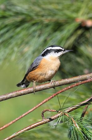 Red-breasted Nuthatch (sitta canadensis) on a perch with a green backgroundの写真素材