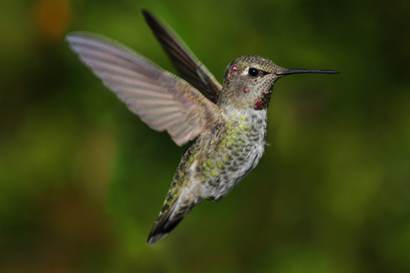 Annas Hummingbird (Calypte anna) in flight with a green backgroundの写真素材