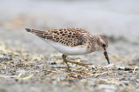 Least Sandpiper (Calidris minutilla) by the Pacific Oceanの写真素材