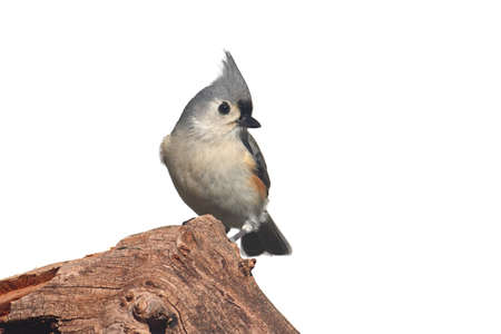 Tufted Titmouse (Baeolophus bicolor) on a stump - Isolated on a white backgroundの写真素材