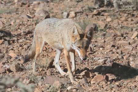 Western Coyote (Canis latrans) hunting in the Arizona desert