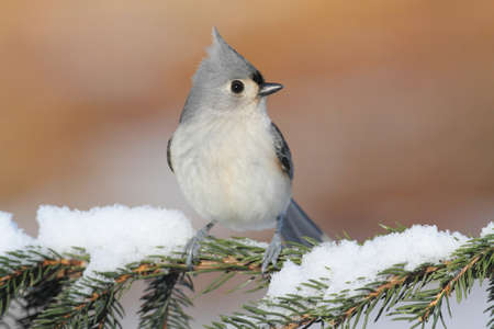 Tufted Titmouse (baeolophus bicolor) on a tree with snowの写真素材