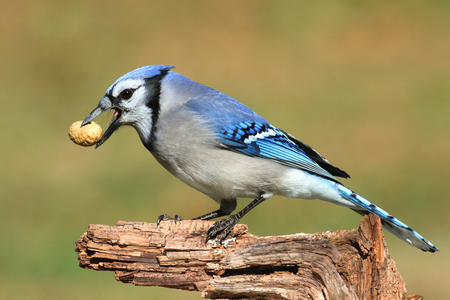 Close-up of a Blue Jay (corvid cyanocitta) eating peanuts with a green backgroundの写真素材