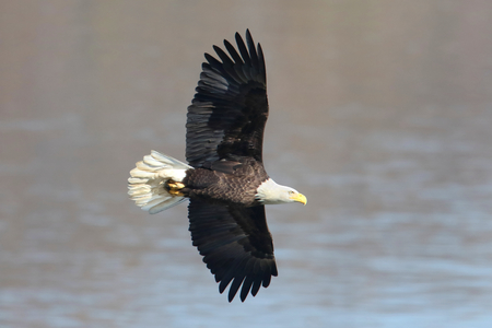 Adult Bald Eagle (haliaeetus leucocephalus) in flight
