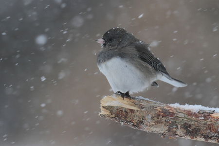 Dark-eyed Junco (junco hyemalis) on a branch in snowの写真素材