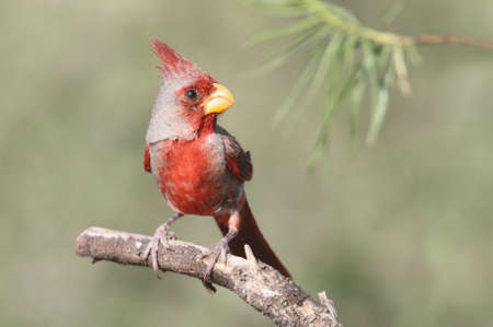 Male Pyrrhuloxia (Cardinalis sinuatus) (Cardinalis sinuatus) on a perch with a green backgroundの写真素材