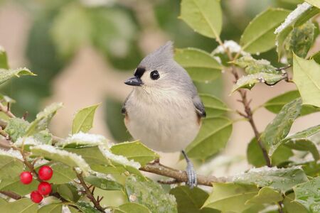Tufted Titmouse (baeolophus bicolor) in a holly tree with ice and snowの写真素材
