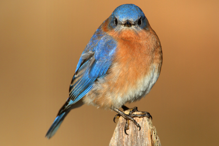 Male Eastern Bluebird (Sialia sialis) on a perch with a brown backgroundの写真素材