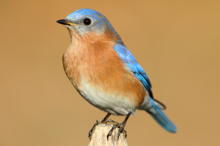 Male Eastern Bluebird (Sialia sialis) on a perch with a brown backgroundの写真素材