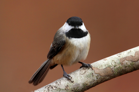 Carolina Chickadee (Poecile carolinensis) on a branch in winterの写真素材