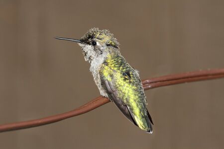 Annas Hummingbird (Calypte anna) perched on a wire with a brown backgroundの写真素材
