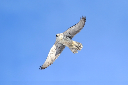 Rare (Gyrfalcon Falco rusticolus) in flight against a blue skyの写真素材