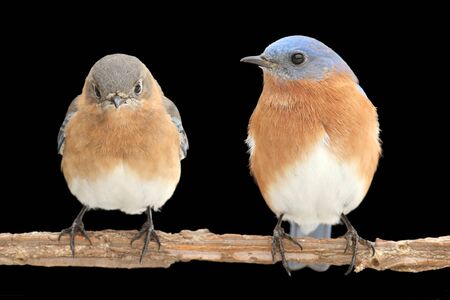 Eastern Bluebirds (Sialia sialis) on a perch with a black backgroundの写真素材