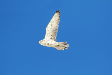 Rare (Gyrfalcon Falco rusticolus) in flight against a blue skyの写真素材