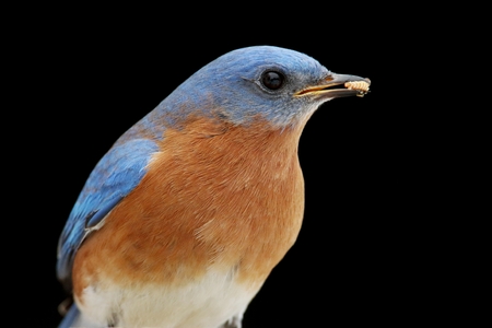 Male Eastern Bluebird (Sialia sialis) with an insect and a black backgroundの写真素材