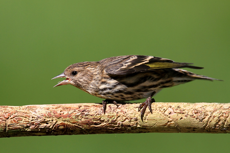 Pine Siskin (Carduelis pinus) perched on a pine branch with a green background
