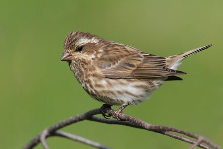 Purple Finch (Carpodacus purpureus) perched with a green backgroundの写真素材