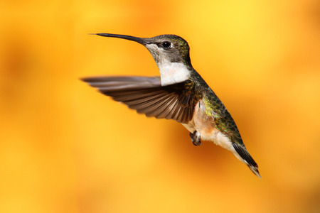 Ruby-throated Hummingbird (archilochus colubris) in flight with a colorful backgroundの写真素材