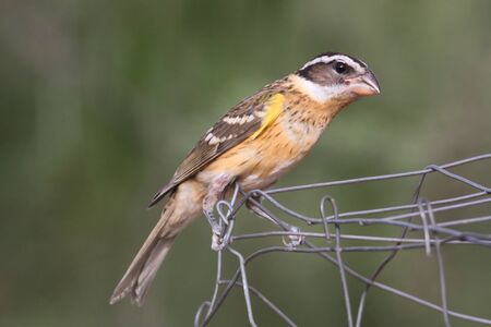 Black-headed Grosbeak (Pheucticus melanocephalus) on a fenceの写真素材