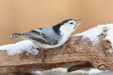 White-breasted Nuthatch (sitta carolinensis) on a branch with snowの写真素材