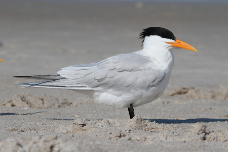 Endangered Royal Tern (Sterna maxima) on a beachの写真素材