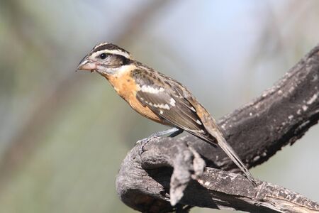 Black-headed Grosbeak (Pheucticus melanocephalus) on a logの写真素材