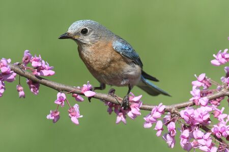 Female Eastern Bluebird (Sialia sialis) on a perch with flowersの写真素材