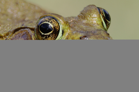Green Frog (Rana clamitans) on a log with a colorful backgroundの写真素材