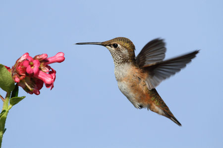 Allens Hummingbird (Selasphorus sasin) in flight at a flower with a blue backgroundの写真素材