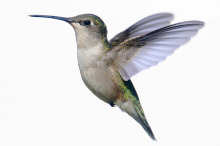 Female Ruby-throated Hummingbird (archilochus colubris) in flight isolated on whiteの写真素材
