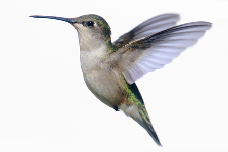 Female Ruby-throated Hummingbird (archilochus colubris) in flight isolated on white