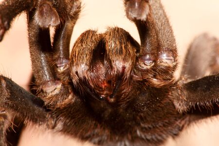 Desert Blonde Tarantula (Aphonopelma Chalcodes) on a rockの写真素材