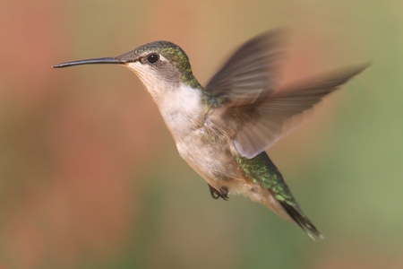 Female Ruby-throated Hummingbird (archilochus colubris) in flight colorful backgroundの写真素材