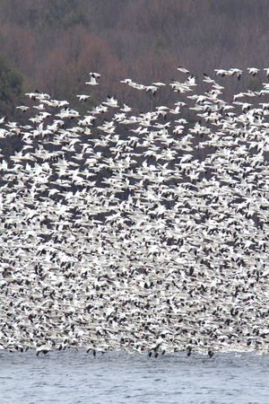 Large flock of Snow Geese (chen caerulescens) taking flightの写真素材