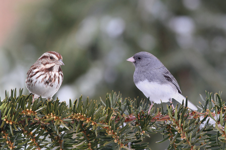 Song Sparrow and a Junco on a pine branchの写真素材