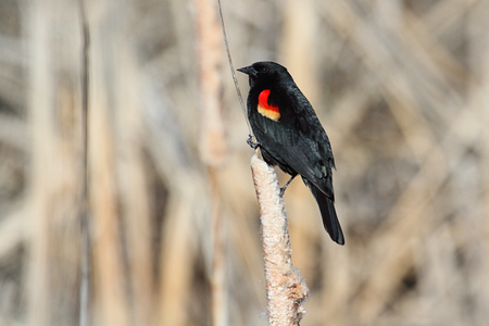 Male Red-winged Blackbird (Agelaius phoeniceus) perched on a branchの素材 [FY31048378852]