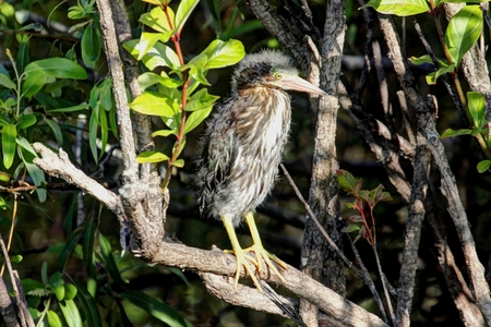 Baby Green Heron (Butorides virescens) in the Florida Evergladesの写真素材