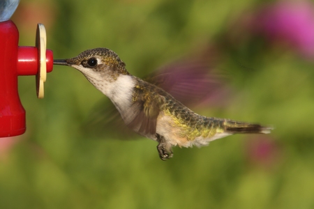 Female Ruby-throated Hummingbird (archilochus colubris) in flight at a feeder with a colorful backgroundの写真素材