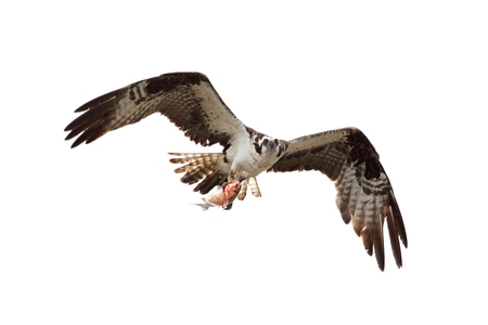 Osprey (pandion haliaetus) in flight with a white background carrying a fishの写真素材
