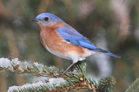 Male Eastern Bluebird (Sialia sialis) on a snow covered perchの写真素材