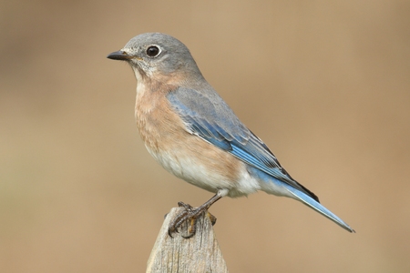 Female Eastern Bluebird (Sialia sialis) on a fence postの写真素材