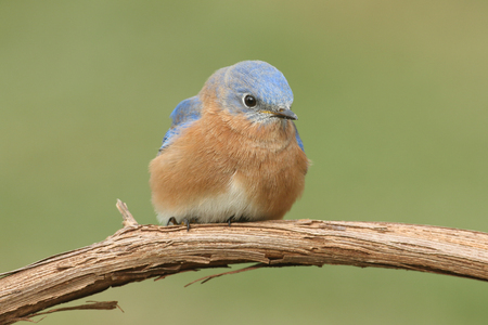 Male Eastern Bluebird (Sialia sialis) on a perch with a green backgroundの写真素材