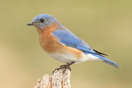 Male Eastern Bluebird (Sialia sialis) on a perch with a green backgroundの写真素材