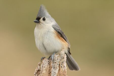 Tufted Titmouse (baeolophus bicolor) on a stump with a green backgroundの写真素材