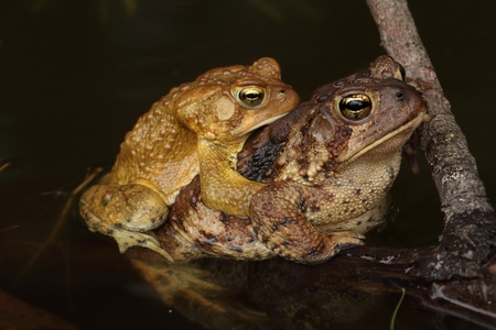 American Toads (Bufo americanus) mating in a pond in spring. The female is much larger than the male in this species.の写真素材