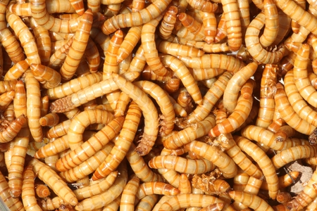 Mealworms (Tenebrio molitor) are the larval form of Darkling Beetles and a popular food for pet...